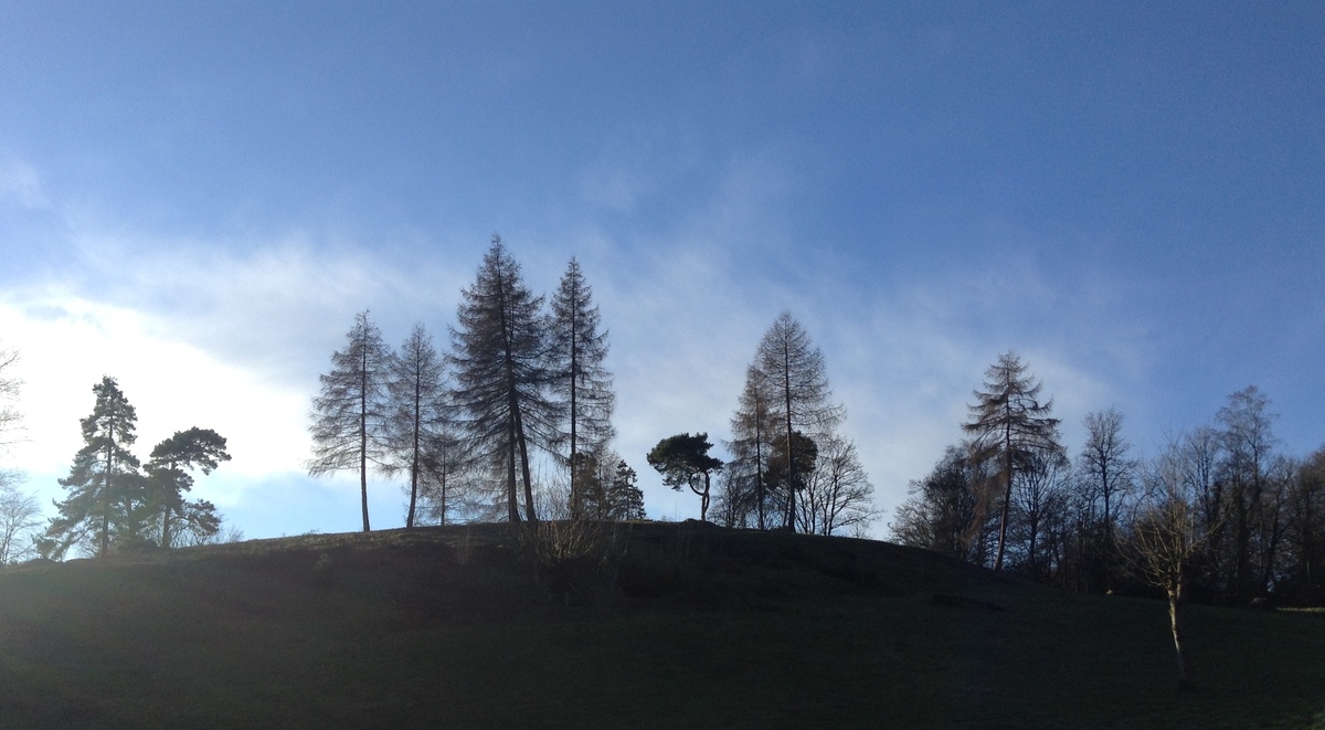 Silhouetted trees